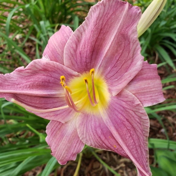 Hello I'm Meisch, 7.5 Yrs 5 Stars Trusted Ambassador - Picture 9 of 16